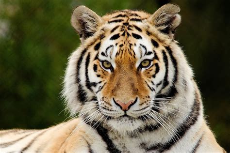 Top 25 Deadliest Animals in the World