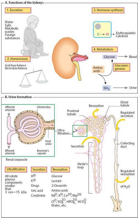 LABORATORY DIAGNOSTICS OF THE KIDNEY DISEASES | Анатомия и физиология, Биохимии, Тело