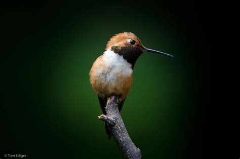 Rufous Hummingbird Mayhem