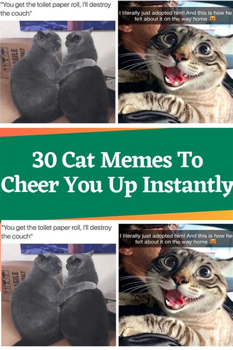 30 Cat Memes To Cheer You Up Instantly | Cat memes, Cheer you up, Memes