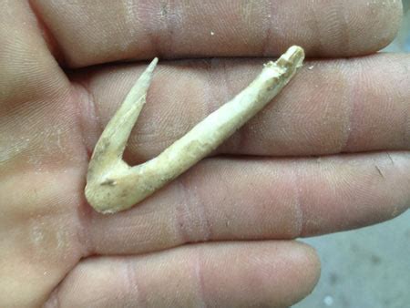 How to Make a Primitive Fish Hook from Deer Bone Survival skills and ...