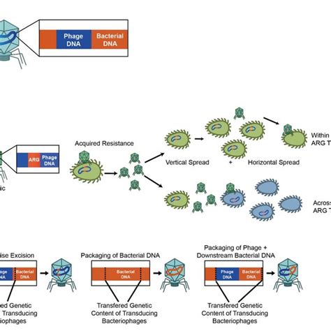 Lytic and lysogenic phages can contribute to bacterial antimicrobial ...