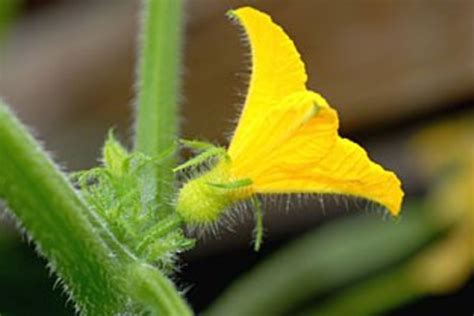 Understand Cucumber Pollination Process: How Cucumbers Pollination Works? - Happiness Cucumber