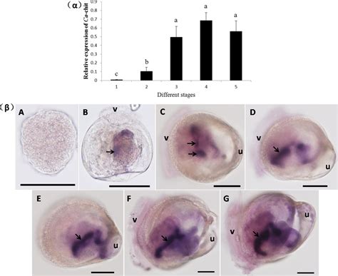 Ca-Chit mRNA expression profiles in the larvae from trochophore to... | Download Scientific Diagram