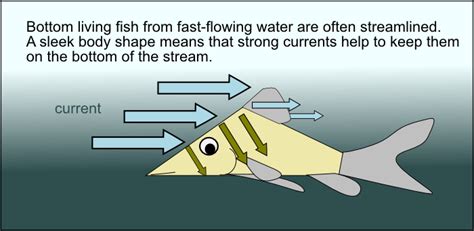 Reading Fish | Canberra & District Aquarium Society