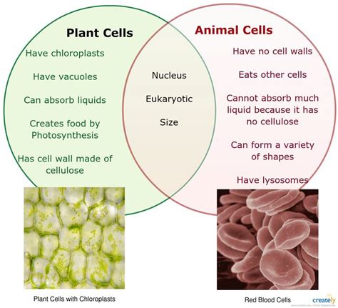 Plant Vs Animal Cells Venn Diagram Venn Plant Sponsored