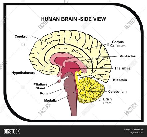 Human Brain Parts Labeled