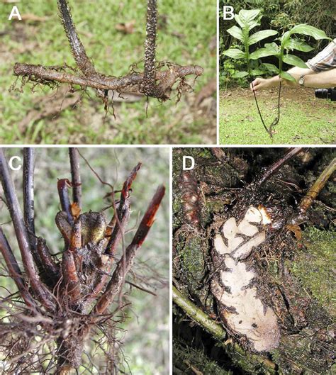 Rhizomes of two genera of tectarioid ferns. A, B. Hypoderris ...