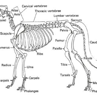 The elements from a sheep skeleton collected in Hallmundarhellir cave... | Download Scientific ...