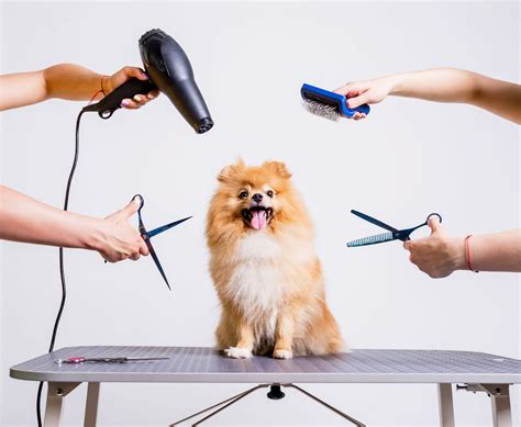 Dog Grooming - Best Family Pets