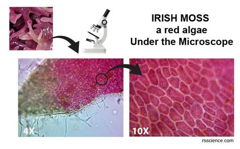 Red algae - characteristics, structure, reproduction, and examples | Red algae, Microscope ...