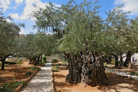 Garden Of Gethsemane