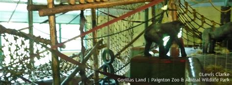 Gorillas Land | Paignton Zoo & Animal Wildlife Park