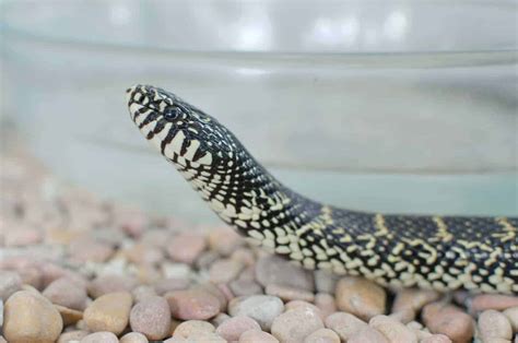 Kingsnakes as Pets: A Complete Guide With Pictures - Embora Pets