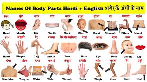 Parts Of Body Name In Hindi | शरीर के अंगो का नाम | Hindi Kahani