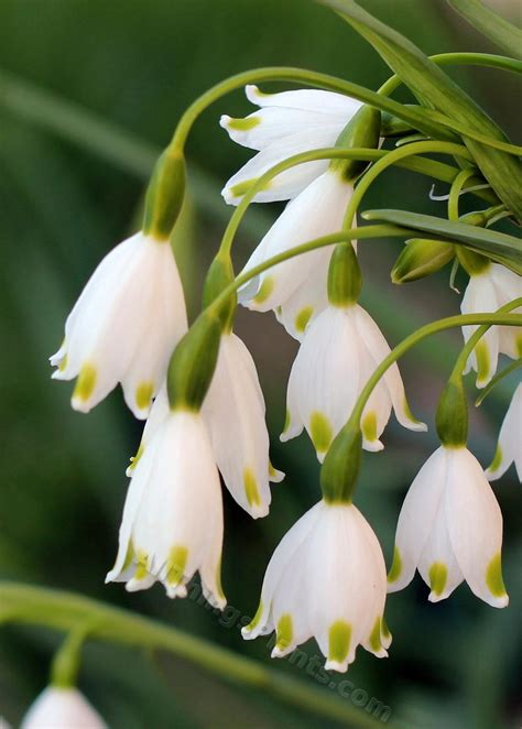 Summer Snowflake (Leucojum aestivum 'Gravetye Giant') - Garden.org