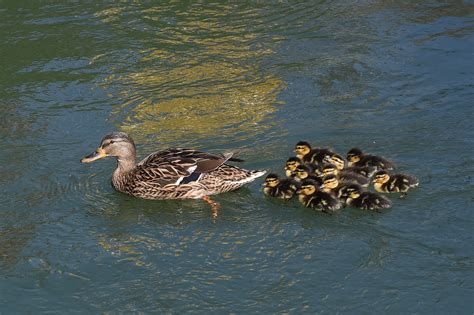 These Orphaned Ducklings Needed a Mother and Stella Didn't Hesitate - Newsweek