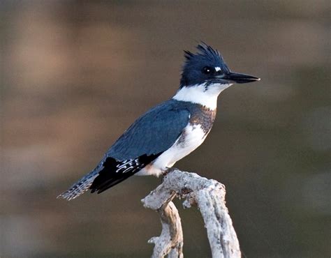 Belted Kingfisher ~ New Jersey Kayaking