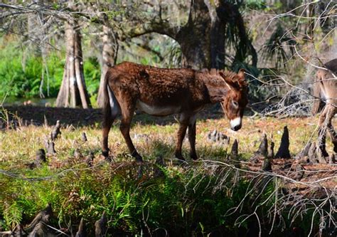 Airboat Wildlife Adventures (Sebring) | June 2019 | All You Need to ...