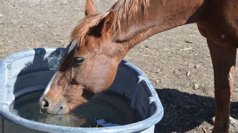 Will Horses Drink Bad Water? All You Need To Know.