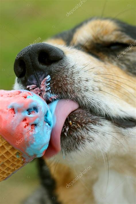 Dog Licking Rainbow Ice Cream Cone — Stock Photo © Christin_Lola #31652261