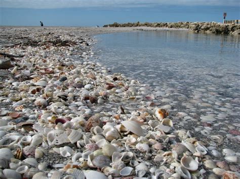 40 Photos of Sanibel Island, Florida: Thousands of Exotic Shells Line the Beach | BOOMSbeat