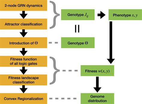 The flow chart in this paper and the genotype–phenotype–fitness ...