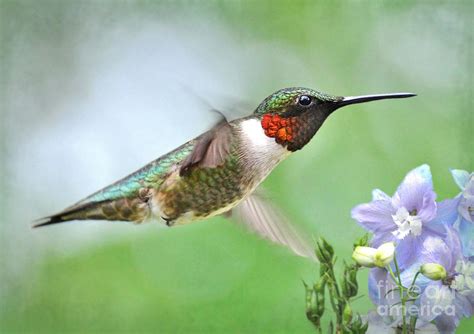 Male Hummingbird Hovering Over Lavender Lapspar Flowers Photograph by ...