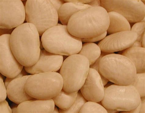 Lima Beans (Baby) - Ingredients Descriptions and Photos - An All-Creatures.org Vegetarian Vegan ...