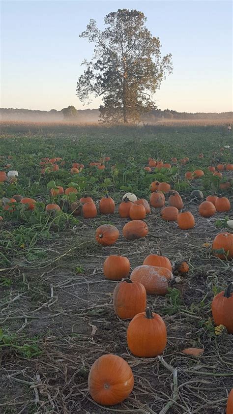 Lark Ranch Pumpkin Patch