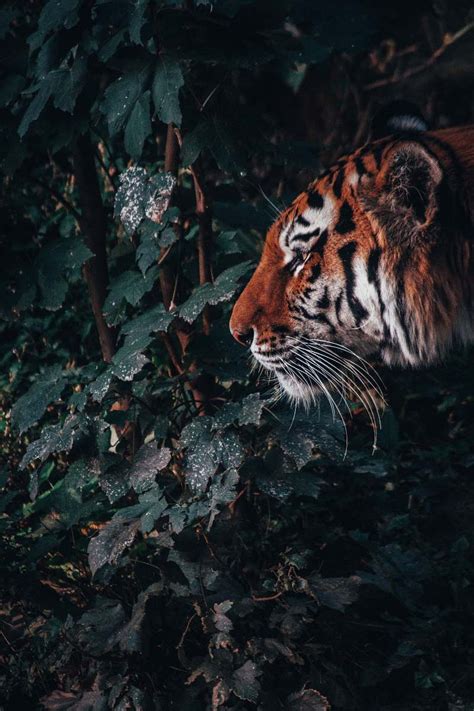 Tiger Tiger In Forest Nuremberg Zoo Image Free Photo