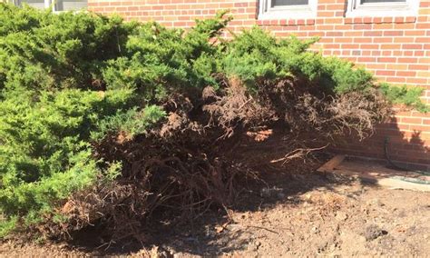 Can these Junipers be Saved? - GardenRant