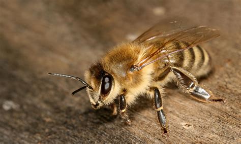 Free photo: Bee Closeup - Animal, Bee, Close - Free Download - Jooinn