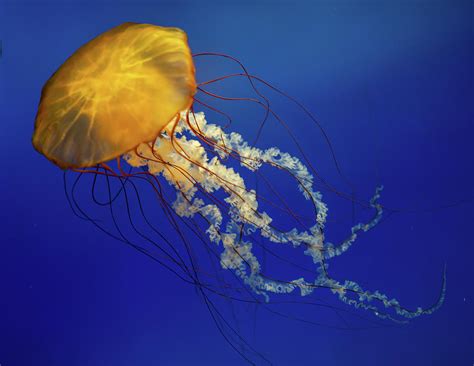 Yellow Jellyfish 3 Photograph by Steve Seeger - Pixels