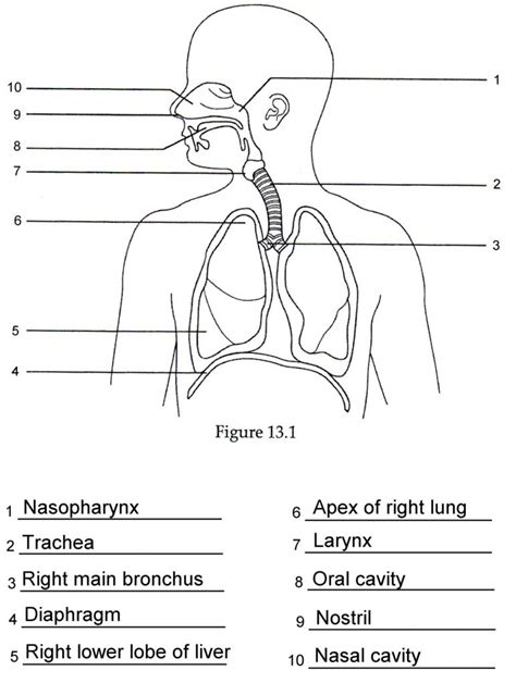 Human Anatomy Labeling Worksheets Respiratory Anatomy Labeling Quiz Grut32bit ... | Human ...