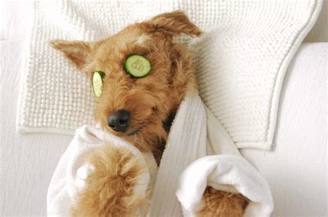 Spa day with your dog: Bathe, brush, massage, cut nails, clean ears