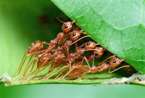 Earth has 20 quadrillion ants, new population study says - The ...