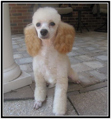 Cream Toy Poodles Available For Sale - Homestead Poodles