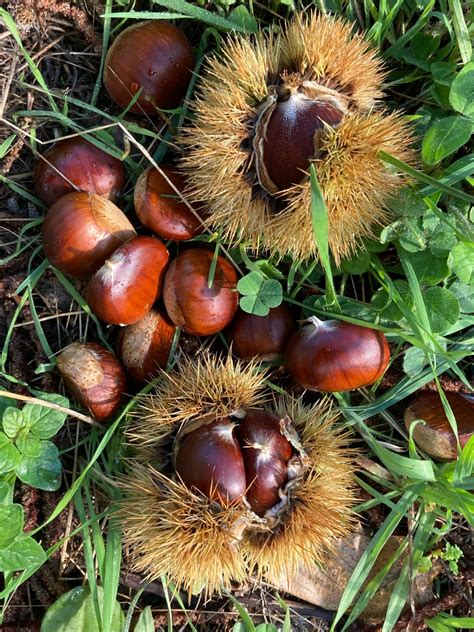 Prime castagne della stagione. - Sinfarosa's Garden