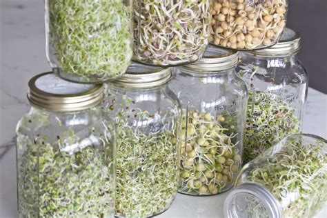 grow your own microgreens & sprouts » FreestyleFarm