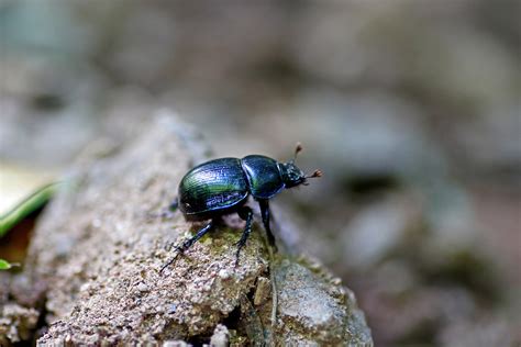 Dung beetles and ecosystem services | Alar Ecology