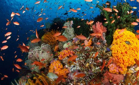 CFP: Coral Reef Conservation Fund 2021 – Repeating Islands