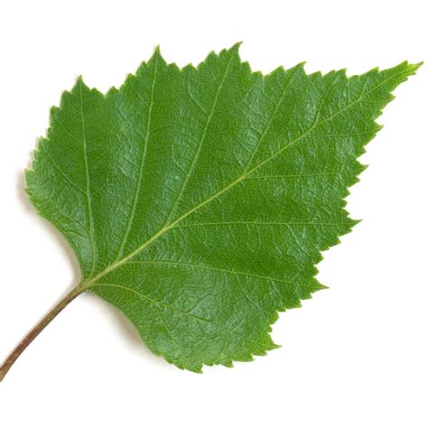 BIO Bouleau blanc Feuille Poudre 300µm Débactérisée - Betula Pubescens Ehrh. / Betula pendula Roth