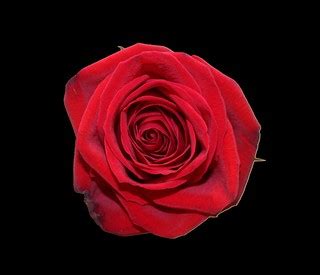 Red Rose Transparent Background 2 | Michelle Grewe | Flickr