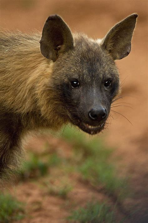 Close Up Portrait Of A Brown Hyena Photograph by Mattias Klum