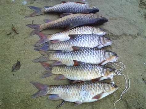 ~ AkU AnAk KaMpoNg ~: SPESIS IKAN SUNGAI PAHANG @ AIR TAWAR