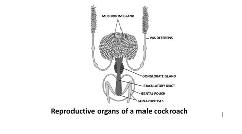 Reproductive System of Cockroach