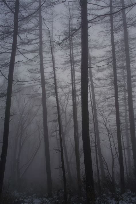 Download wallpaper 1760x2640 forest, fog, trees, trunks, dark hd background