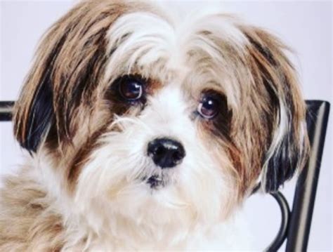 25 Lhasa Apso Mix Breeds – The Popular and Adorable Hybrid Dogs - PetPress