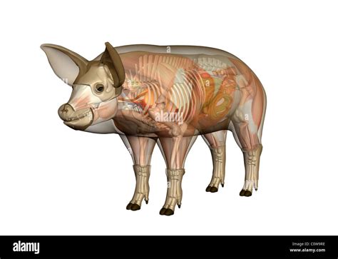 Pig anatomy skeleton bones hi-res stock photography and images - Alamy